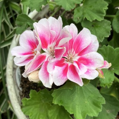 jurasima's tweet photo. #新しいプロフィール画像 https://t.co/GaGnV6hqR1