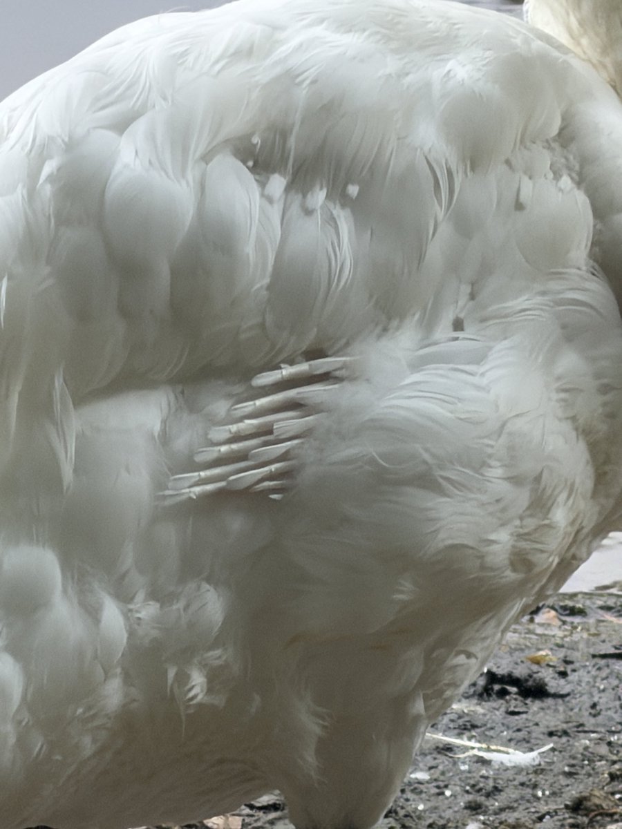 dft_fgo's tweet photo. 🦢😕 https://t.co/zL0oiR3dGn