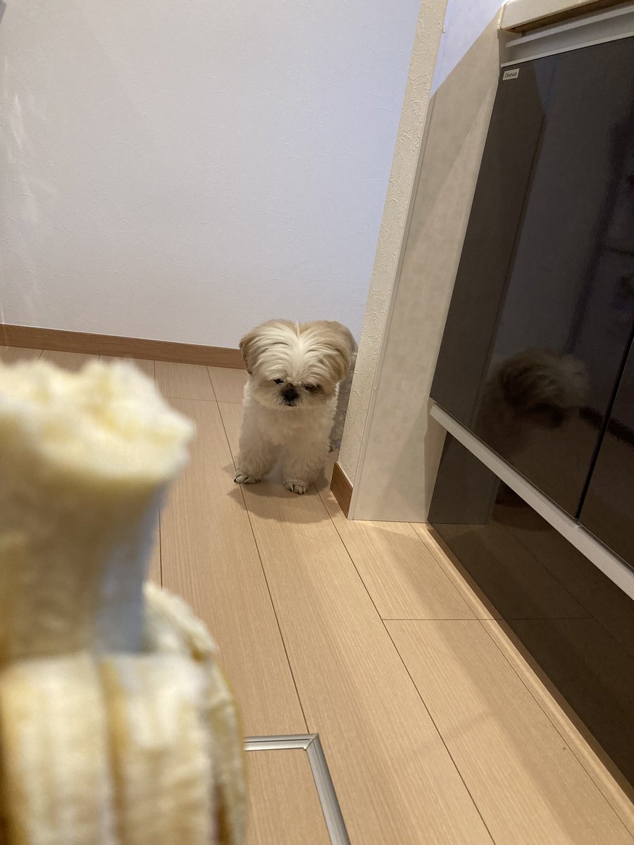 homare_goron's tweet photo. バナナを食べる私。バナナは食べたいが床下収納には近づきたくないお犬 https://t.co/uHPuLtifsd