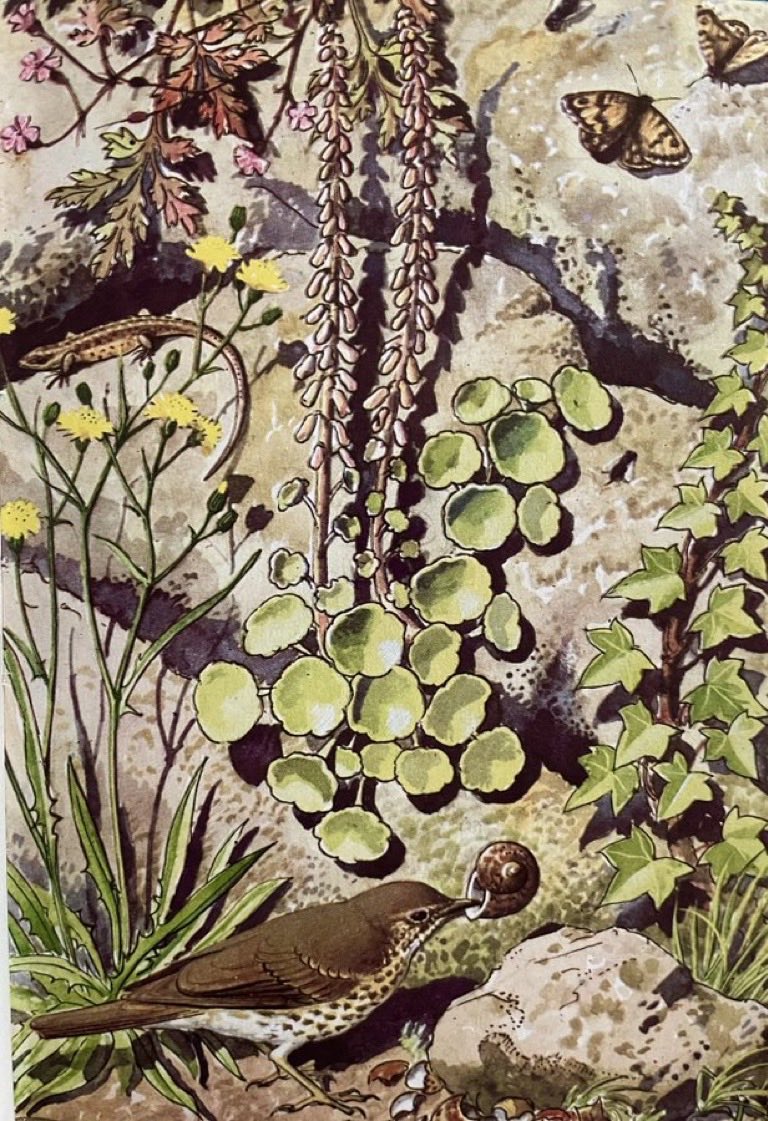 LBFlyawayhome's tweet photo. A wall in the hot, July sun. 
Artist: CF Tunnicliffe
What to Look for in Summer, 1960 https://t.co/buonsXGjEE