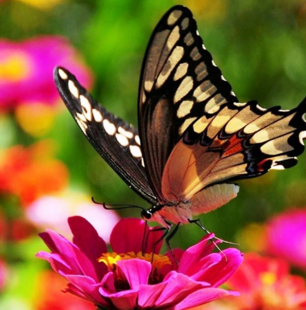 Miep51082958's tweet photo. #Fragile #ColorsOfNature
#Butterfly https://t.co/9RJkGN52bo