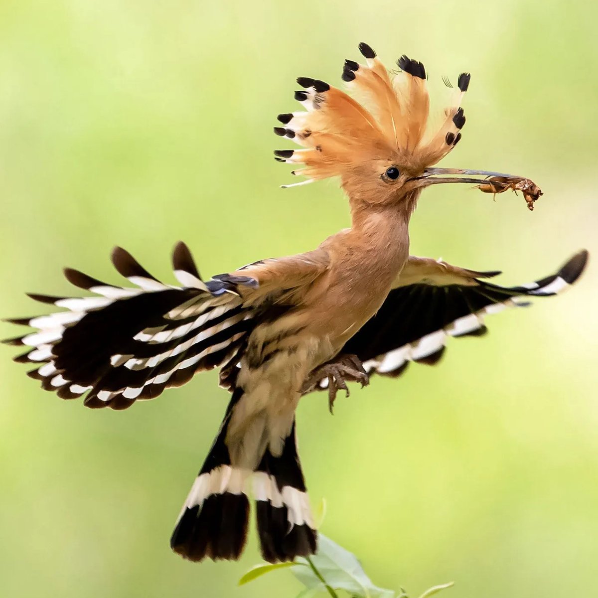 AMAZlNGNATURE tweet picture