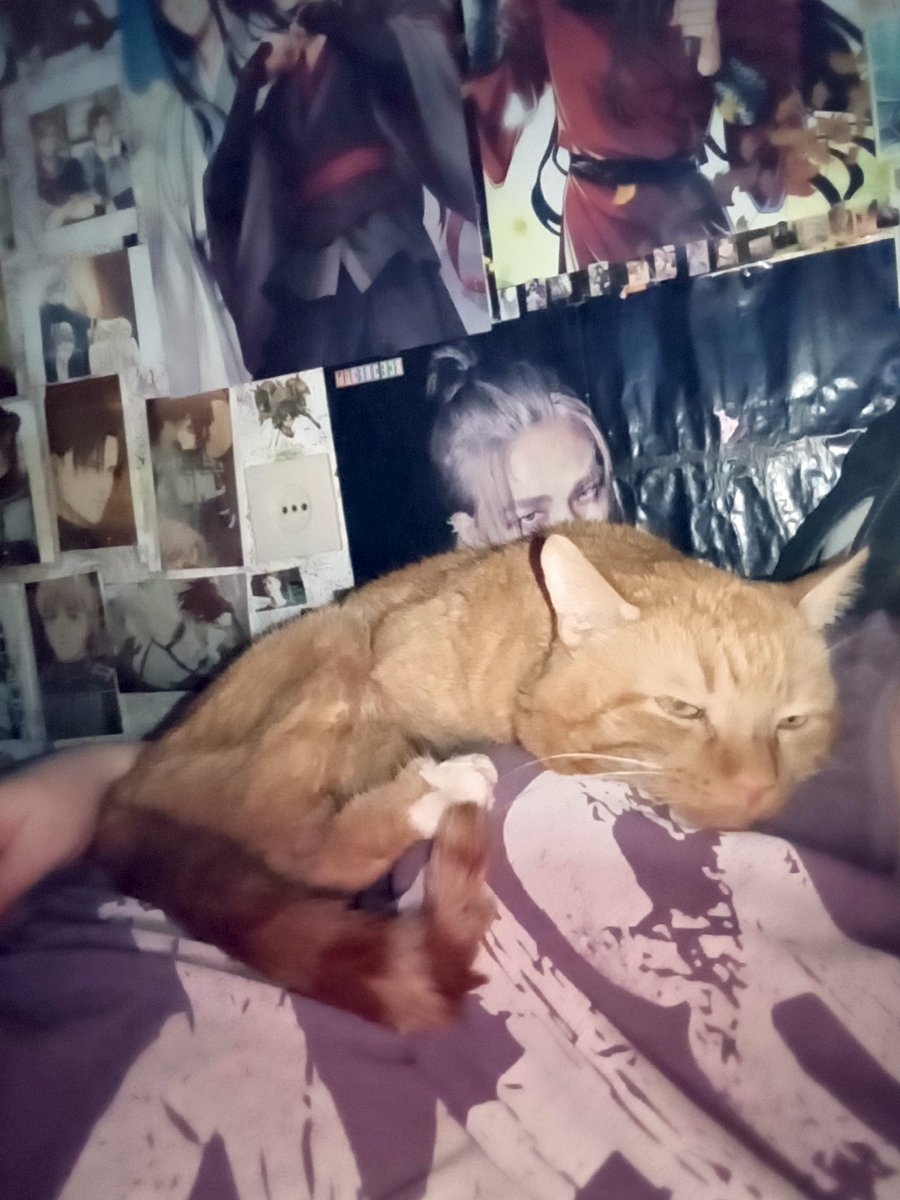 syka666's tweet photo. @pirozhenshchina честно у моего кота нету должного ухода, он не был в ветеринарке и ест корм из магазина (и обычное мясо, шкурку), но ему уже 13 лет (это самый долгоживущий кот во всей нашей семье, на втором месте кошка тети ей 9), всё еще активный пиздюк, правда он никогда не покидает квартиру🤷🏻‍♂️ https://t.co/duEgSoxhS5
