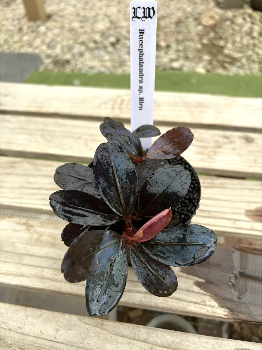 flon617's tweet photo. クリプトコリネとブセファランドラの沼さんからBucephalandra. Biruお迎えさせて頂きました🥰

Blue melonも欲しかったですが予算オーバーだったので断念😭 https://t.co/xOLsC4wCNI