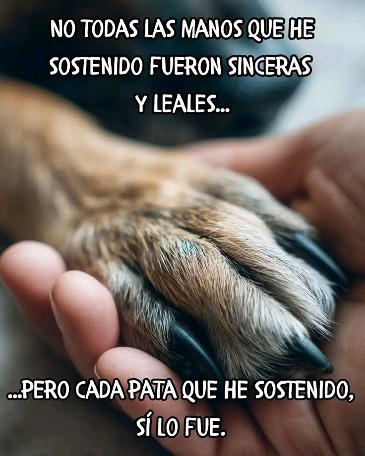 ANIMALITOSSANA's tweet photo. https://t.co/O1HLy0kOVj