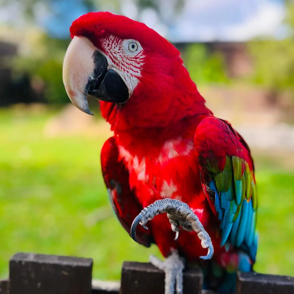 AMAZlNGNATURE's tweet photo. Your parrot might be calling you by your own name

Researchers found many parrots use unique vocal labels for specific people and pets, suggesting they recognize individuals rather than just mimic sounds https://t.co/nfFj4ZnmKG