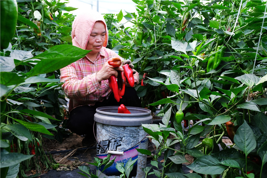 PDChinaLife's tweet photo. Things are heating up in Chentai Village, Wuhe County, east China's Anhui Province, as chili pepper harvest and processing get into full swing. The fresh peppers are bound for markets including Beijing and Shanghai. https://t.co/K1gbzeYC0X