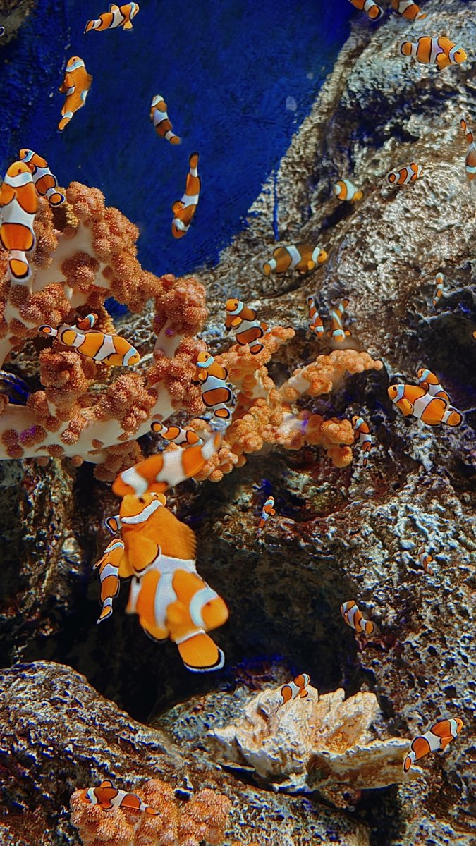 Deathpiral's tweet photo. 🐟〰️ https://t.co/y88RNj48ai