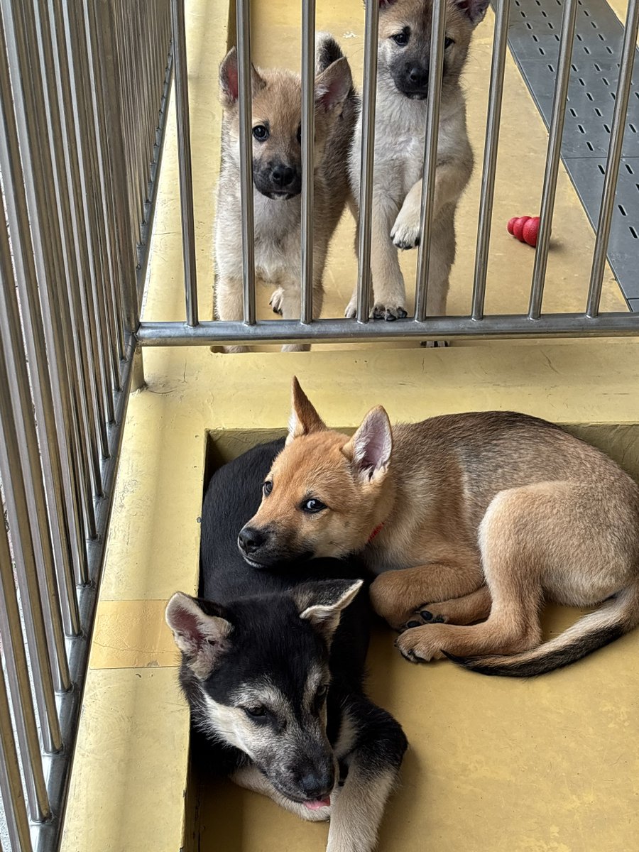 tochigi_d_a_s_c's tweet photo. 【譲渡動物情報】
７月子犬譲渡会の希望表配布期間が始まっています。 今月は11頭の子犬たちが飼い主を募集中です🐶
子犬の詳細や譲渡会への参加方法は、センターホームページをご確認ください。https://t.co/orx2FxREX3 https://t.co/YdeiT7LmL4