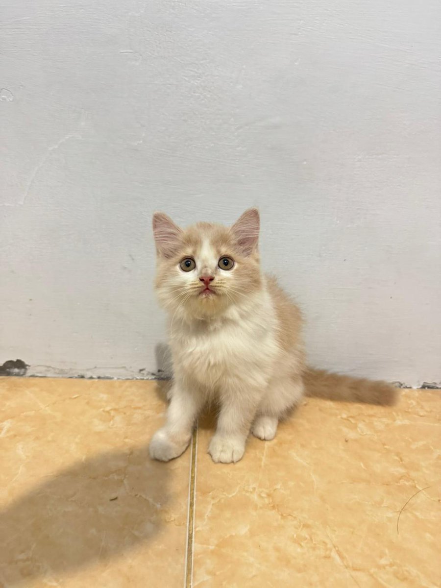 itskookiezarra's tweet photo. hi aku open adopt lg (bermahar) kitten peranakan persia usianya 2,5 bln. dom : jakarta barat boleh tanya2 dulu yaah<3 #zonauang #zonajajan #openadopt #openadopsi #adopsikucing #openadoptkucing #wts https://t.co/QXGkvjly4a
