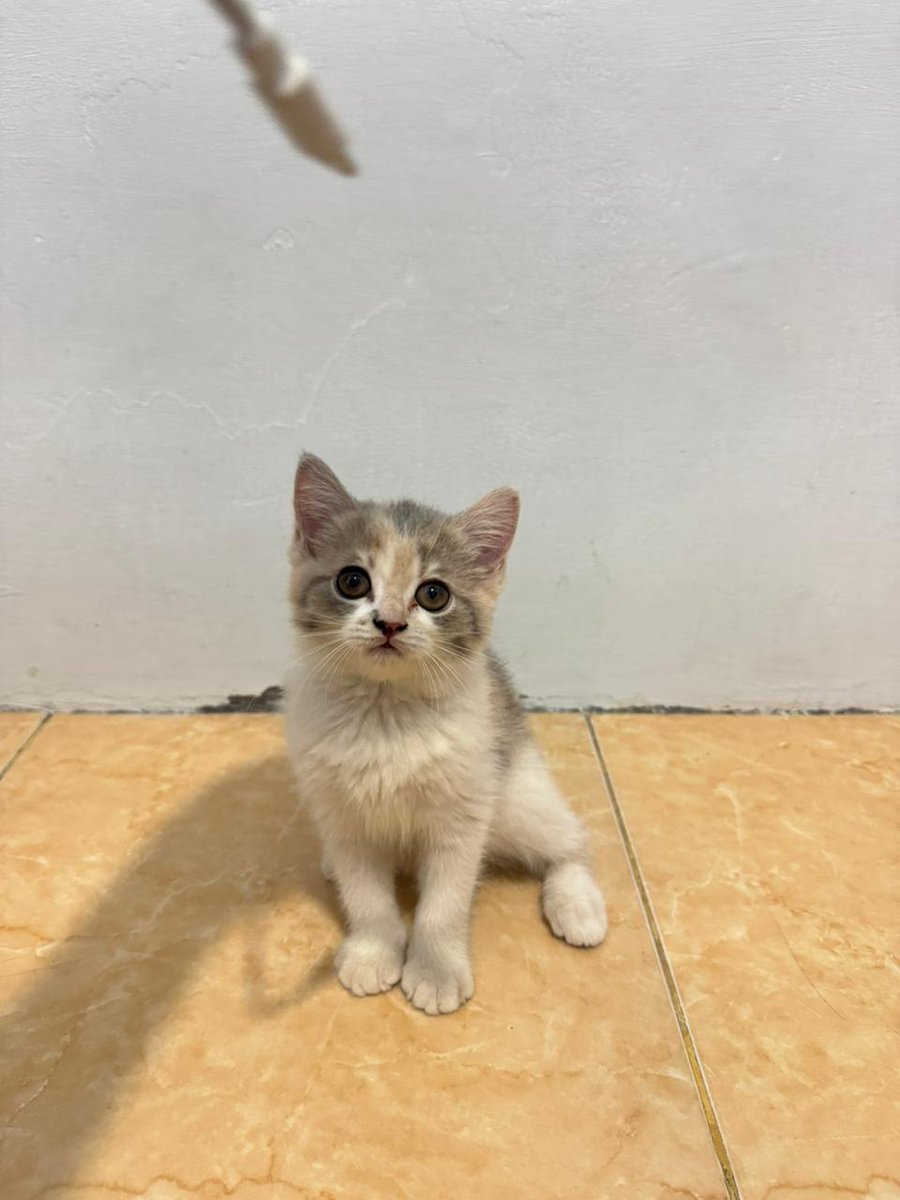 itskookiezarra's tweet photo. hi aku open adopt lg (bermahar) kitten peranakan persia usianya 2,5 bln. dom : jakarta barat boleh tanya2 dulu yaah<3 #zonauang #zonajajan #openadopt #openadopsi #adopsikucing #openadoptkucing #wts https://t.co/QXGkvjly4a