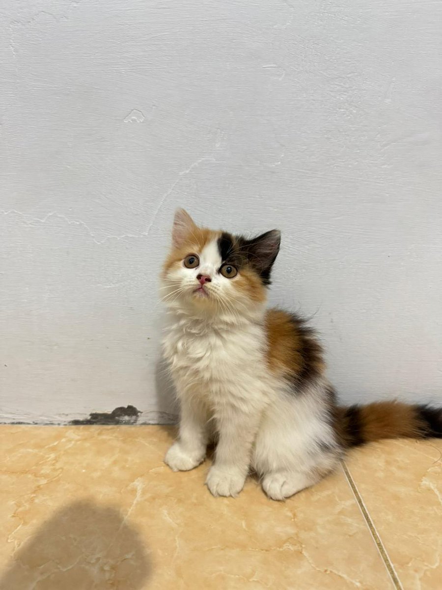 itskookiezarra's tweet photo. hi aku open adopt lg (bermahar) kitten peranakan persia usianya 2,5 bln. dom : jakarta barat boleh tanya2 dulu yaah<3 #zonauang #zonajajan #openadopt #openadopsi #adopsikucing #openadoptkucing #wts https://t.co/QXGkvjly4a