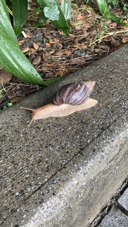 chollasan's tweet photo. 超開心的～給大家瞧瞧蝸牛🐌
#健身 #單親媽媽 #大GG https://t.co/KyCHan7uNj