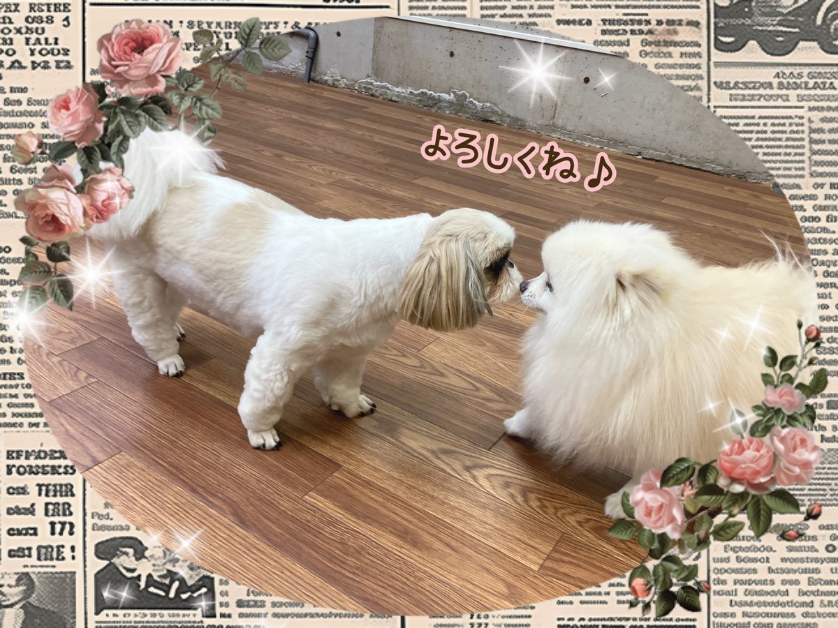 ciao2008's tweet photo. フリーでは、お友達と仲良く過ごしています✨

#しつけ教室 #ドッグトレーナー #ドッグスクール #中野区 #チワワ #キャバリア #ダックス #柴犬 #シェルティ #ボーダーコリー #ジャックラッセルテリア #レトリバー  #ポメラニアン #プードル  #ピンシャー #ワイマラナー  #フリー https://t.co/b1Vpkfax9v