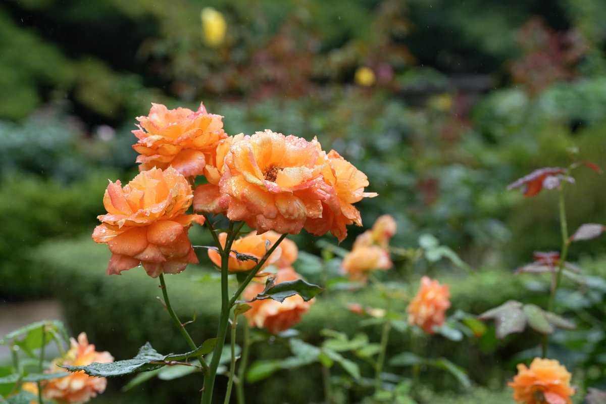 Hello3755221's tweet photo. あいにくの雨でしたが、
バラの「二番花」が見ごろを迎えていると聞いて
旧古河庭園へ行ってきました🌹
花びらに雨のしずくがキラキラと付いていて
普段とはまた違ったしっとり美しい雰囲気を味わえました
雨の日のバラ観賞もまたいいですね
#旧古河庭園 #バラ #梅雨 https://t.co/3KdC5OJIvI