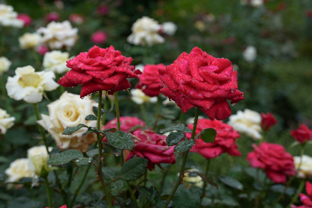Hello3755221's tweet photo. あいにくの雨でしたが、
バラの「二番花」が見ごろを迎えていると聞いて
旧古河庭園へ行ってきました🌹
花びらに雨のしずくがキラキラと付いていて
普段とはまた違ったしっとり美しい雰囲気を味わえました
雨の日のバラ観賞もまたいいですね
#旧古河庭園 #バラ #梅雨 https://t.co/3KdC5OJIvI