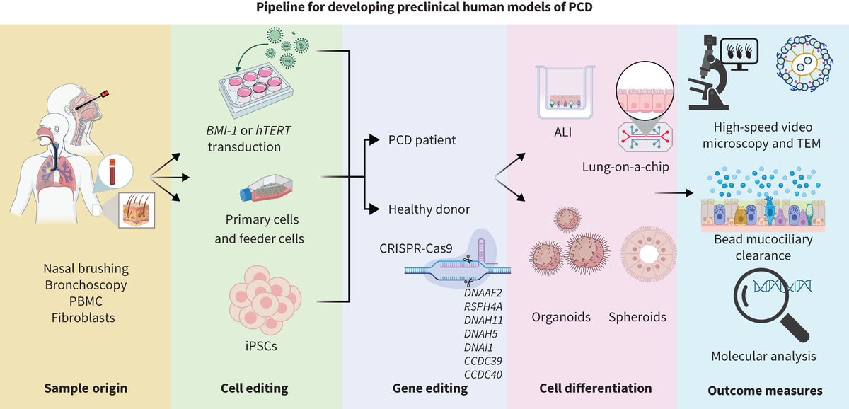 ERSpublications's tweet photo. European Respiratory Review: Primary ciliary dyskinesia is entering a transformative phase of innovative therapies, requiring robust preclinical models to study mechanisms and evaluate efficacy, toxicity and cell–specific activity. https://t.co/cGKdpVEdBp https://t.co/T8RF29adgr