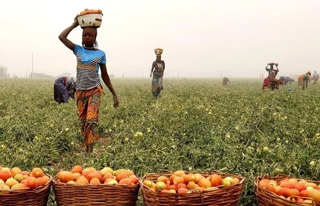 Nig_Farmer's tweet photo. We don't appreciate Nigerian Scientists enough!

If you notice tomato scarcity is not as bad as it was few years ago, even though it's expensive due to cultivation & harvest timeline. We haven't and may not experience very harsh Tomato scarcity.

Did you know the reason why?

Our local scientists develop a flood resistant tomato variety that continue to do well in rainy season & in flood prone areas . Without these improved seeds, you and I would have had to wait until October or November before tomato prices declined.

This is a good step in the right direction and we appreciate the efforts of every Nigerian food scientist in their struggle to help us achieve good security.

Remember Nigeria spent $360m every year importing tomato paste, but it is not that Nigeria is not producing enough tomato. Challenge is nearly 2 out of every 3 Tomato 🍅 produced rotten off before reaching the consumer.

The downstream sector (production scientists) has done a good job in strengthening production.. we need the upstream tomatoes 🍅 innovators (food processors and preservation technicians) to help us prevent rottening tomato in the country!