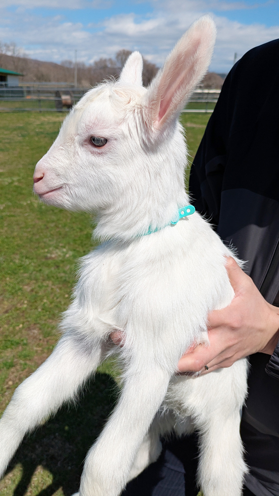 _petitechevre's tweet photo. うさぎみたいにピンとしたお耳の子やぎちゃんが可愛い🥰🐇🐐 https://t.co/pBcURonL2J
