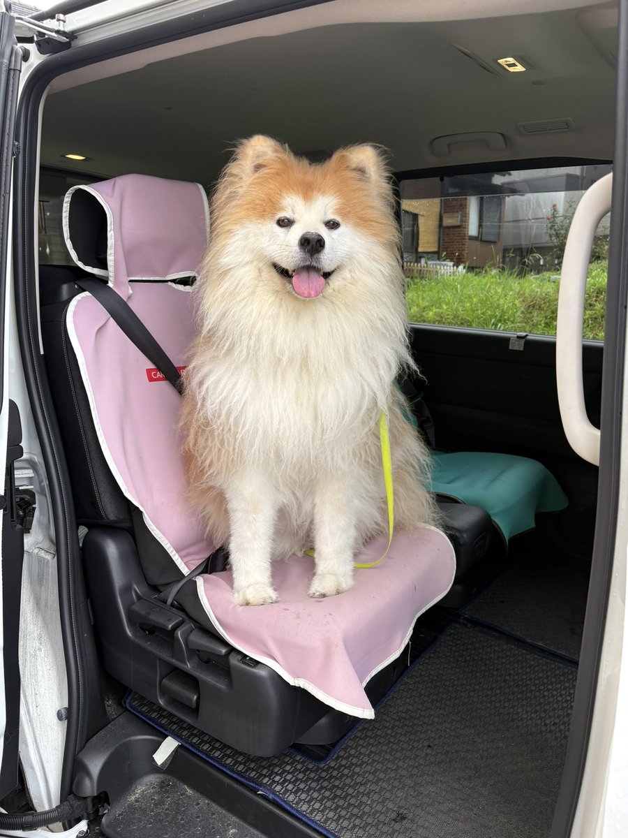 xuHTTwxZFhtlGye's tweet photo. どこいく？
#秋田犬 #むく毛 #長毛 #おでけけ https://t.co/f8s35KHeoZ