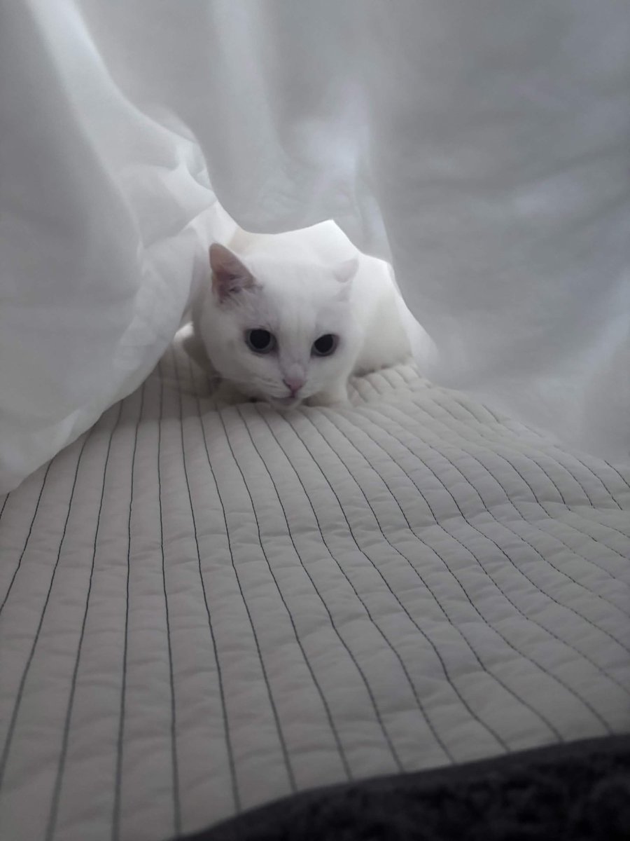 0bok00's tweet photo. 숨음 https://t.co/QjGdoZUTXJ