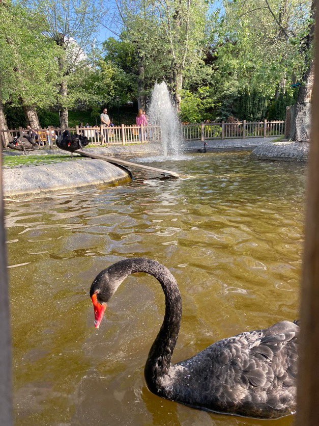 taghaberleri's tweet photo. Ankara'da NATO Zirvesi öncesi yapılan hazırlıklar kapsamında Kuğulu Park’ta bulunan havuzların suyu temizlendi. https://t.co/2J3kHpUaKS