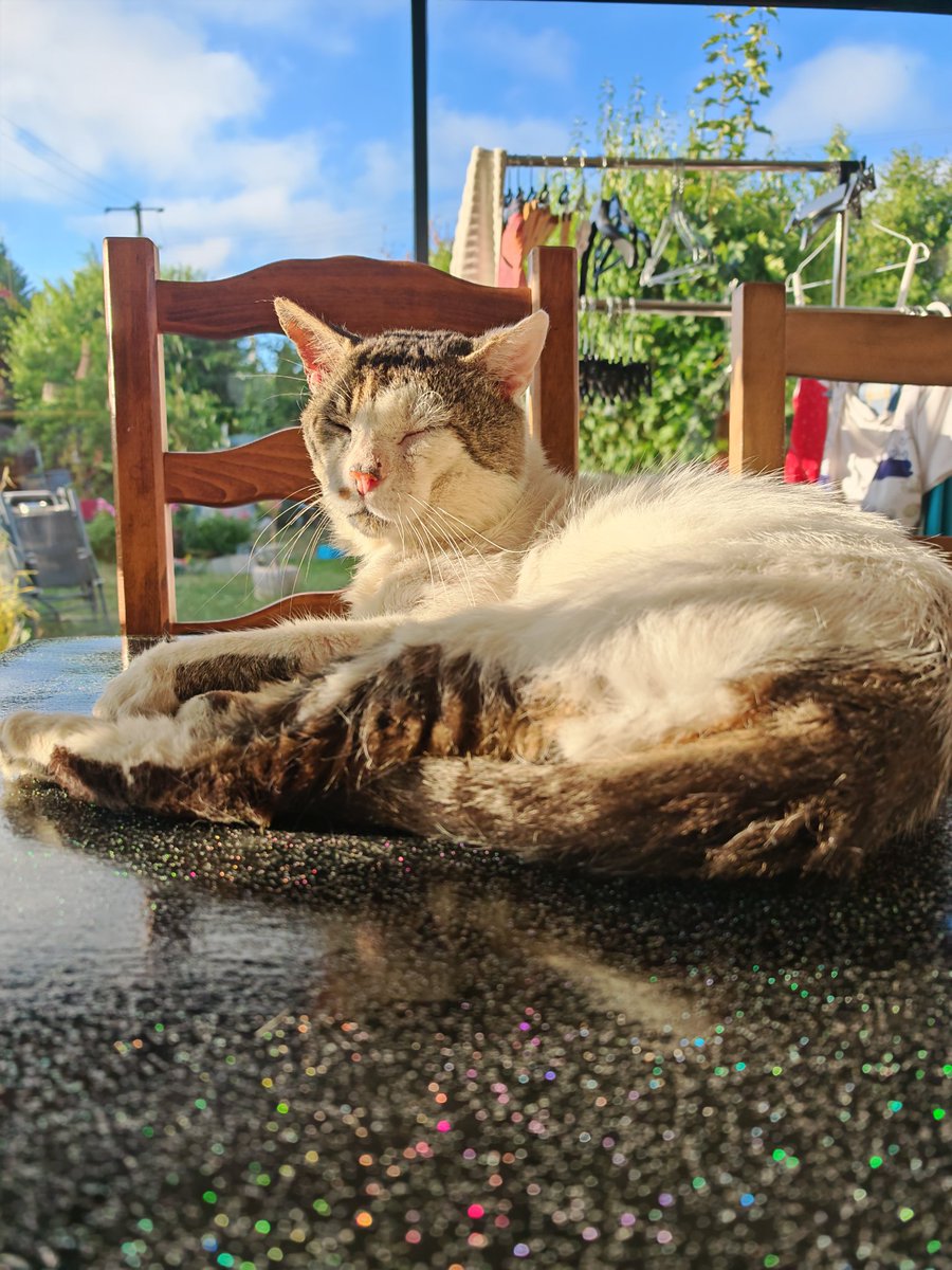 LEGUERRIERchat's tweet photo. En pleine photosynthèse https://t.co/21mI6pMEAm