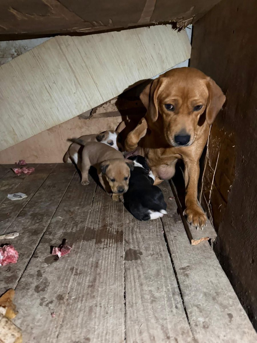 AcofalX's tweet photo. URGENTE CASA DE ACOGIDA (TEMPORAL O DEFINITIVA) O ASOCIACIÓN PARA HACERSE CARGO DE ELLA Y SUS 3 BEBÉS 
Está atrapada en un lugar insalubre, rodeada de suciedad, frío y abandono
Se acuesta sobre el suelo húmedo para hacerles de escudo con su propio cuerpo. 
Granada 629 87 92 20 https://t.co/5Y2aPauZ11