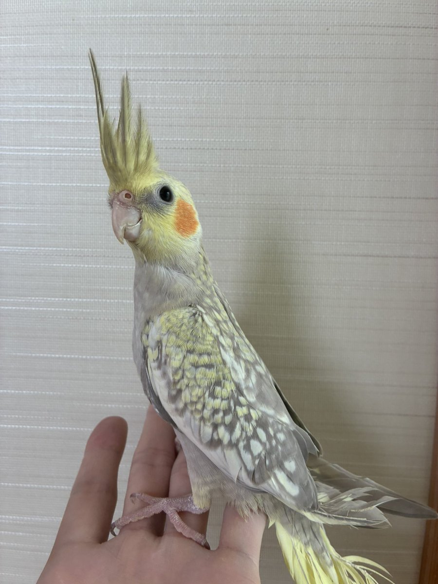 torihito_'s tweet photo. こちら特価のシナモンパールです！

ちょっとビビりですが
根は甘えん坊な子です☺️
冠羽がぴーーーん🪶
#オカメインコ　#長野市　#千曲市　#上田市　#須坂市 https://t.co/e6xHRhNj2R