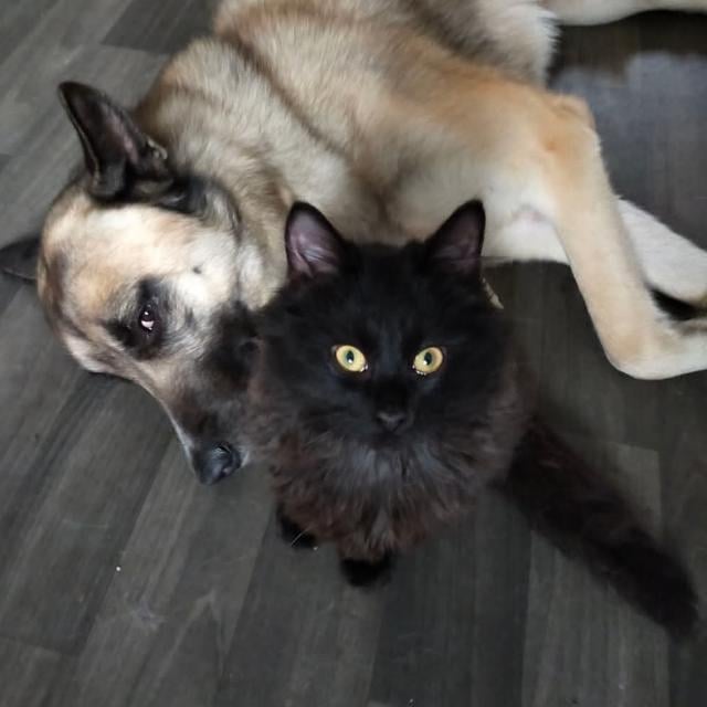 Legundogs's tweet photo. Mae got him -☕️ https://t.co/kgy3k6OExC