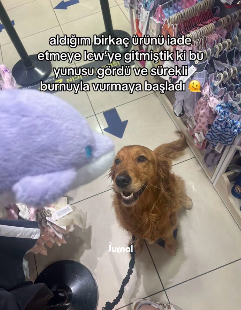 jurnalhabertr's tweet photo. Bir genç, mağazada gördüğü oyuncak yunusu isteyen köpeğine istediği oyuncağı aldıktan sonra köpeğinin yaşadığı mutluluğu paylaştı. https://t.co/8n3OaLgR1T