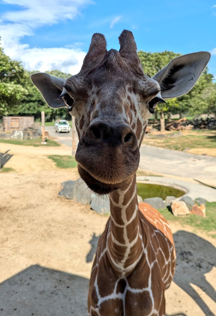 ojizoosummit's tweet photo. 距離感ゼロ‼️#キリン 🦒が目の前にーヤバーイ可愛すぎ💕🦒
7/2
#姫セン動物日記 #姫セン #姫路セントラルパーク https://t.co/4KBxSX5ro7