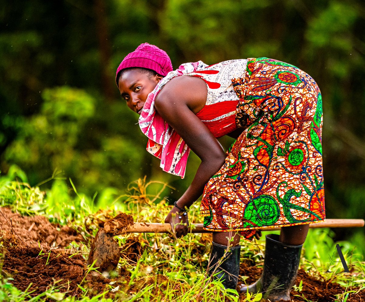ainepictures's tweet photo. Frame 1
On the Hike Trail, to the Su net point on the gills surrounding Lake Bunyonyi, a Lady is te ding to her garden 

Frame 2.
Sunset view point , Lake Bunyonyi,  can be accessed  from a short Hike off an Island

#ExploreUganda https://t.co/DkoQBv2p3W