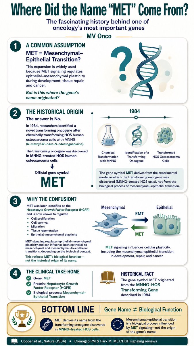ChandrakanthMv's tweet photo. Most of us learned that MET stands for mesenchymal–epithelial transition.

Interestingly, that's not how the gene got its name.

The MET gene was named after the experimental model in which the transforming oncogene was discovered—MNNG-treated HOS human osteosarcoma cells. Only later did MET become recognized as the receptor for hepatocyte growth factor (HGFR) and a key regulator of epithelial–mesenchymal plasticity.

It's a fascinating reminder that gene names often reflect their history of discovery—not necessarily their biological function.

Have you come across other gene names with equally interesting origins?

#Oncology #CancerResearch #MolecularOncology #LungCancer #MET #PrecisionOncology #CancerBiology #MVOnco