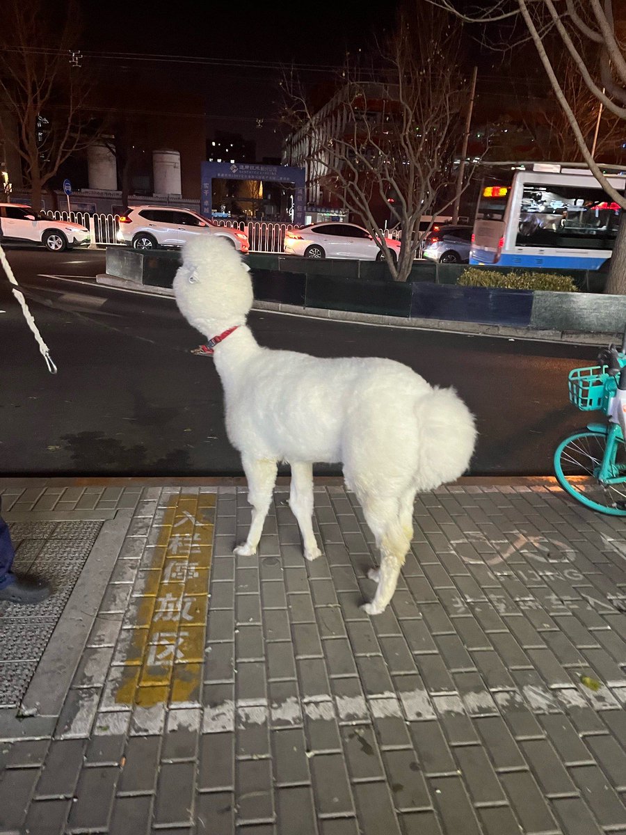 hugoddeleon's tweet photo. Had a long tiring day but laughed at a dog chasing its own tail on the way home. Small wins = big mood boost today. https://t.co/oG5LglhBoa