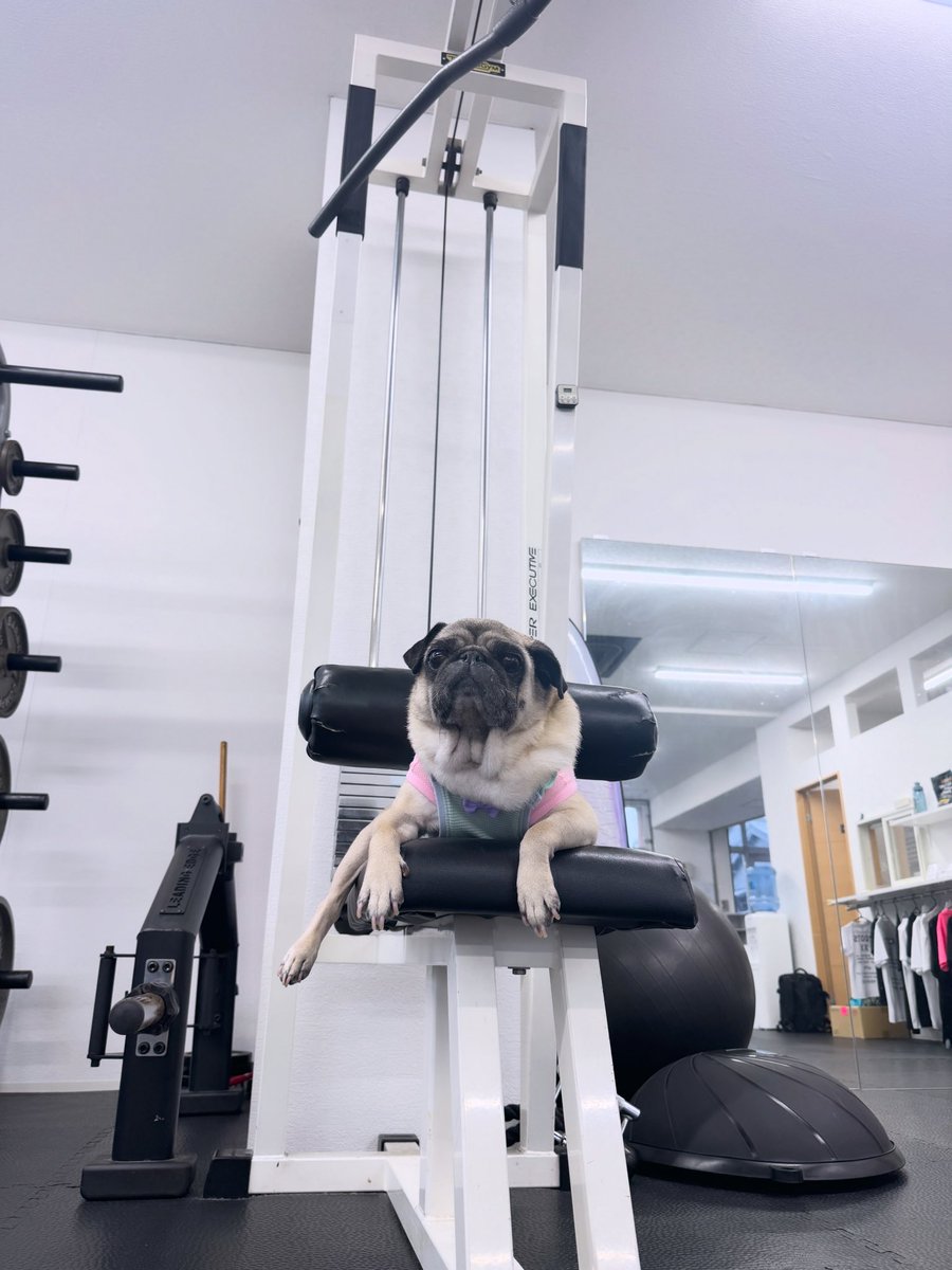moncome's tweet photo. パパのジムで筋トレ🏋️
@ROOTS_ODAWARA https://t.co/OppFV4qWVG