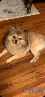 KeithOlbermann's tweet photo. CODY IS MISSING IN BROOKLYN: last seen near 87th and Avenues L and M, he's 11 pounds and chipped: 491B18651D. If you've seen or found him please call 888-466-3242 and PLEASE RT CODY! https://t.co/LwFWHPhHwm