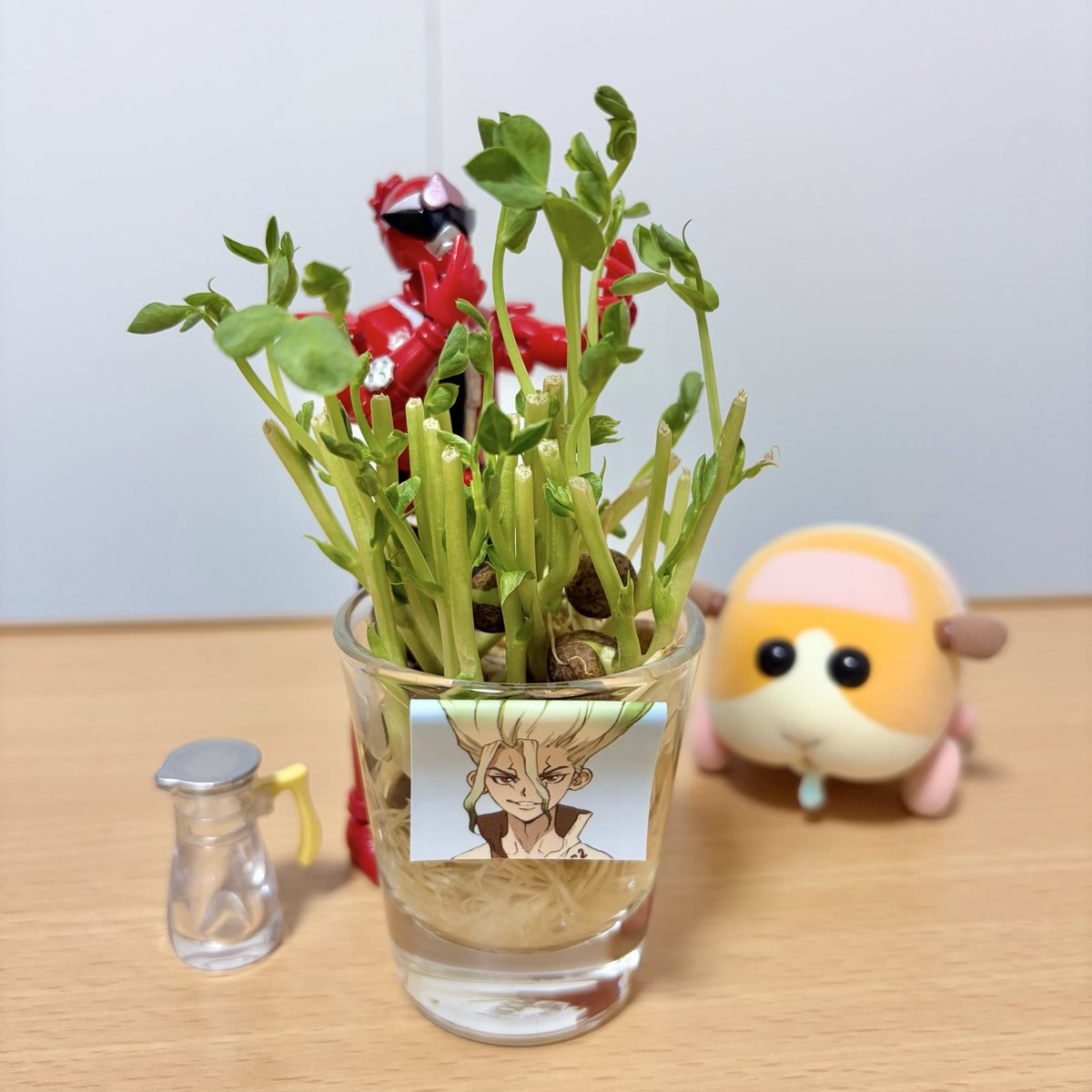 donmomo_328's tweet photo. ほんとにちゃんと伸びてきた🌱
植物の生命力、ヤベー…！！ https://t.co/coHN3FSQCE