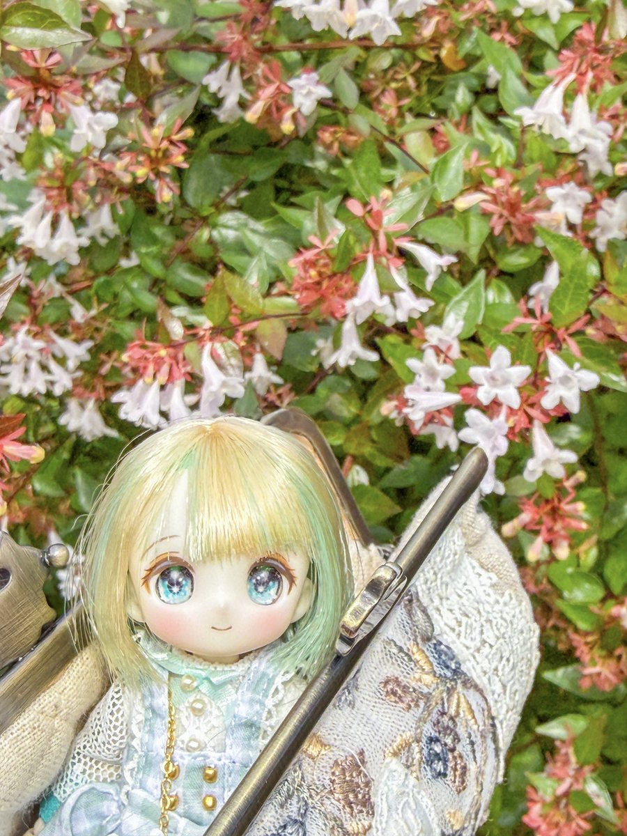 chirinote's tweet photo. 「アベリアはもう終わってるかなー」と思っていたけど、まだ元気でした😊花言葉は「謙遜」「強運」だそう🌸

お散歩しながら「これは何かな？」って調べるのがちょっと楽しい( ◜ᴗ◝)
 #シュガーカップス  #オレンジペコバッグ  #ドールとおでかけ https://t.co/bwO8VbQ5Kr