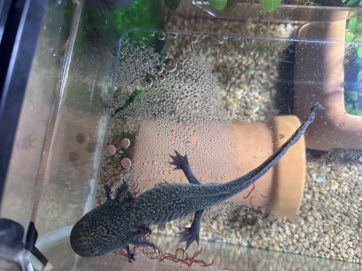 floor_uka's tweet photo. 3週間ほど完全な拒食で、吐き戻したり、水カビつけてたりしたけど、
今日ようやくちょっとご飯食べてくれた😭
生きようとしてくれてありがとう😭
こんなに痩せちまって💦 https://t.co/cwrQZeRElY