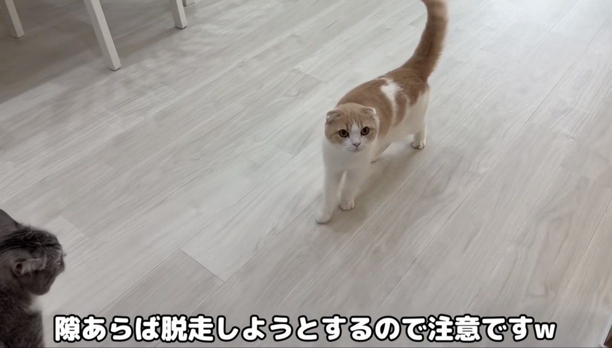 PkWi6's tweet photo. 隙あれば脱走したいのは本当かと思います。はなくんも、なでなでされにきたのではないです
#もちまる日記 https://t.co/9kzGD97841