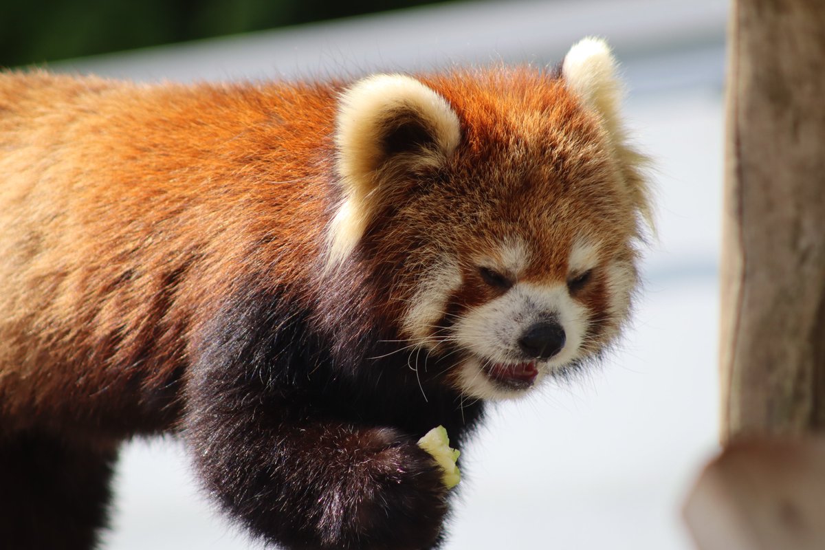 2026.04撮影。りんごをもらってごきげんモッチー ＃鯖江市西山動物園