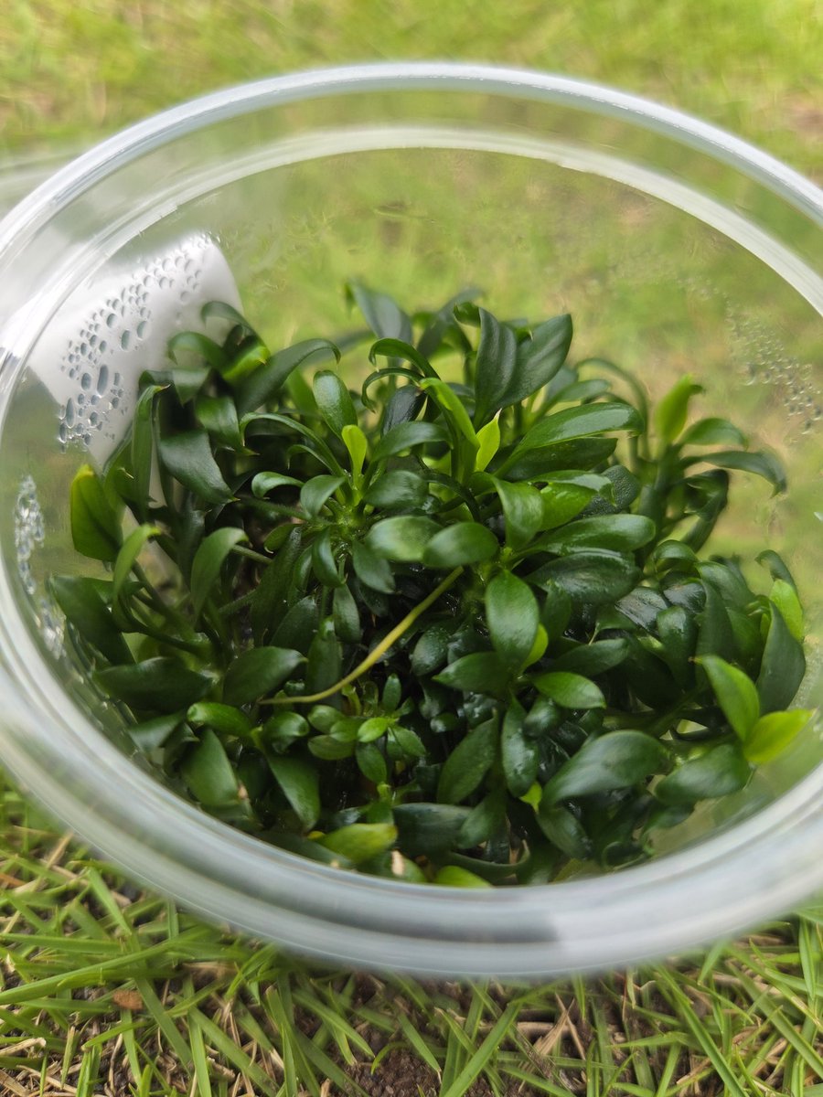 funkrollin_ENL's tweet photo. パンゴリーノ植え替えましたが、ボトルが小さいので、また植え替えようと思います。 https://t.co/oSpHRoTwKR