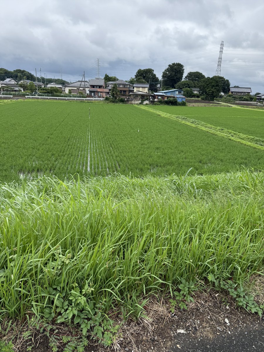 HASSAKUMASTER's tweet photo. 田んぼに何かいた　アヒルかと思ったけどサギらしい https://t.co/a1eRh5zGkp