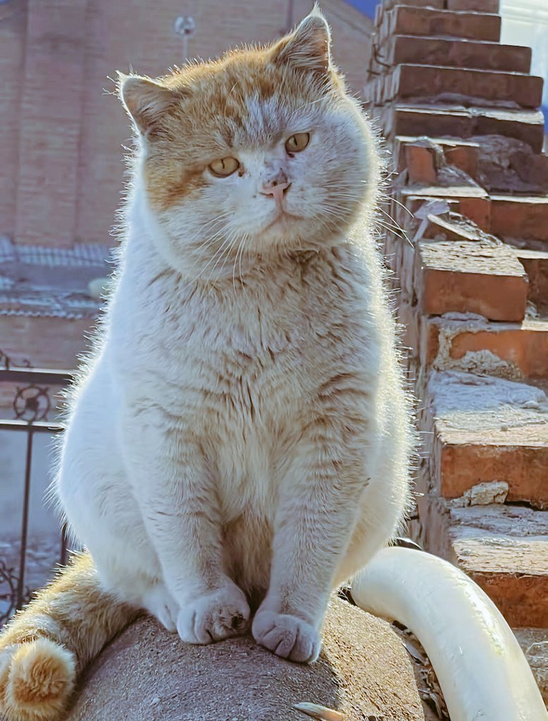 Tumyad4's tweet photo. Asfalttan ısı yükselirken, bir yudum su bulabilmek için kilometrelerce yürüyorlar. Termometreler rekor kırarken onları yalnız bırakma. Kapının önündeki o su kabı, bugün bir canın hayata tutunma sebebi olacak. 🐾💧 https://t.co/QLrImO6CJb