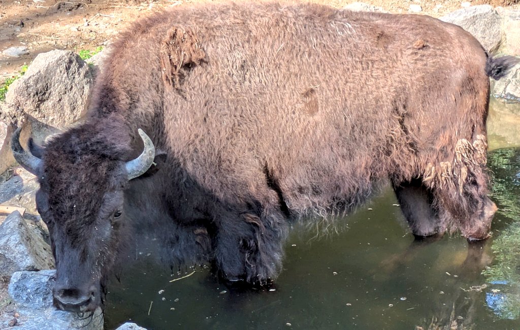 ojizoosummit's tweet photo. #姫セン動物日記 🦬
#アメリカバイソン 🦬が水浴び🚿中でした🐾
美女と野獣のモデルになったアメリカバイソン🦬
圧倒的な大きさにいつ見ても、驚かされます✨
7/2
#姫セン #姫路セントラルパーク https://t.co/2KbX5UVzGh