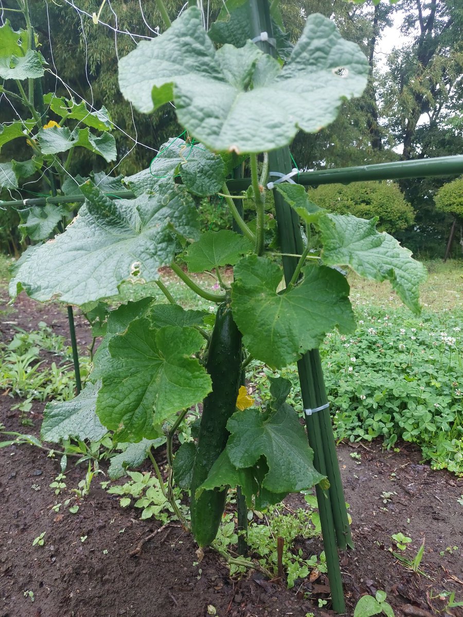 VAMOS41806545's tweet photo. 本日午前は隣村保育園で年長さん対象の活動を…💪

雨のため園内施設で行いました。あまりの叫び⁉️に他のクラス、うるさかっただろうなぁ…😁💧

終了後は…🚗💨

でっかい🥒が…😍⤴

毎年の如く沢山収穫出来るようになったら一夜漬けしてグラウンドに…

お楽しみに🍴😋

☆🥔収穫、どうしようか⁉️🤔 https://t.co/OcFMwZWauT