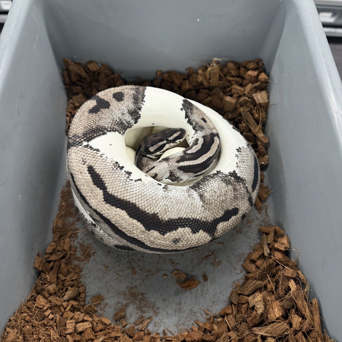 FABULOUS_PARK_'s tweet photo. Clutch #81 https://t.co/SYRbfdWmwx