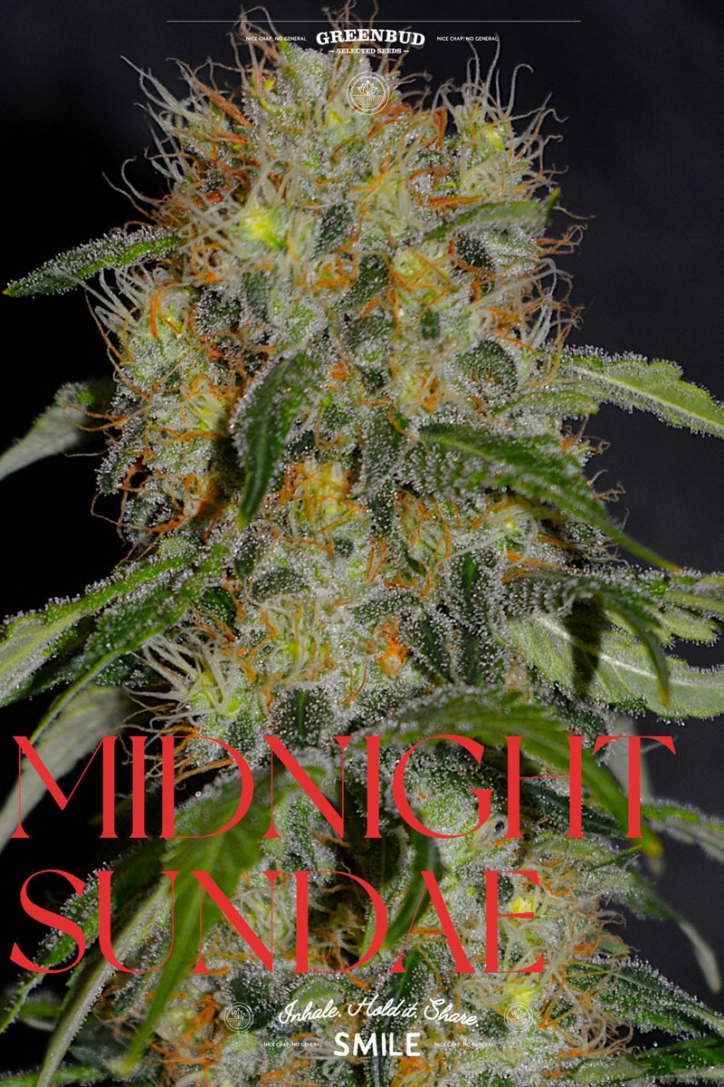 GreenbudSeeds's tweet photo. Midnight Sundae is serving another round. 🌌🍨

Sweet dessert aromas, rich resin and a smooth, balanced experience make this Limited Edition a treat from the first look to the last puff.

Hope you enjoy the ride. Have a great day! 🌱

#GreenbudSeeds #CannabisGenetics #weedlovers https://t.co/QpaV8xHAjV