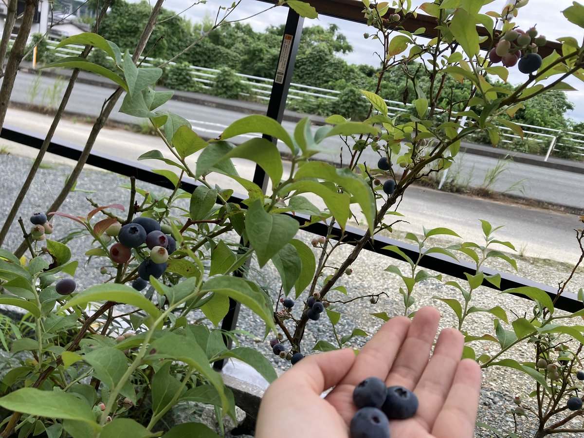 maitakeee's tweet photo. お庭のブルーベリーが実った！！！でっかい🫐 https://t.co/ADnnZuDGsd